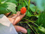 Schulgarten Erdbeere