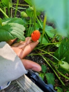 Schulgarten Erdbeere