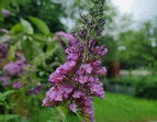 Schulgarten lila Blume