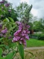 Schulgarten lila Blume