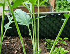Schulgarten Kohlrabi
