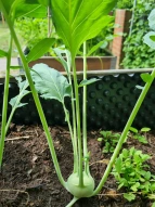Schulgarten Kohlrabi