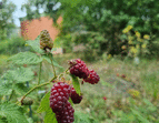 Schulgarten Himbeere