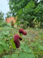Schulgarten Himbeere