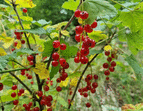 Schulgarten Johannisbeeren