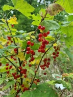 Schulgarten Johannisbeeren