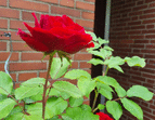 Schulgarten Rose