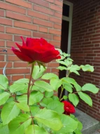 Schulgarten Rose
