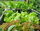 Schulgarten Salat
