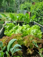 Schulgarten Salat