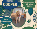 Schulhund Cooper