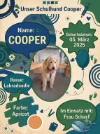 Schulhund Cooper