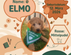 Schulhund Elmo