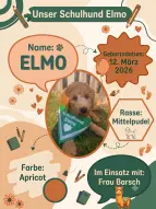 Schulhund Elmo