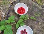 Schulgarten Beeren