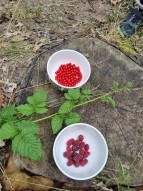 Schulgarten Beeren